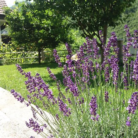 Kuca Lavanda Dreznjak 外观 照片